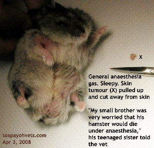 Hamster 8 months old. Big skin tumour excised, general anaesthesia gas. Toa Payoh Vets