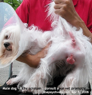 Maltese. Scrotum inflamed. Red. Toa Payoh Vets.