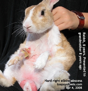 Rabbit 8 years old, hard right elbow abscess and long nails (trimmed). Toa Payoh Vets