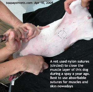 Nylon sutures suturing muscle layers remain undissolved for many years in the dog.  Toa Payoh Vets