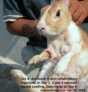 Lacerated wound - sharp cage fence or edge cut elbow as rabbit hops in and out of cage. Toa Payoh Vets