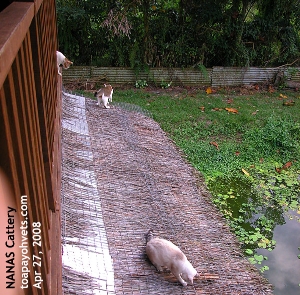 Part of NANAS cattery has an open balcony concept. Toa Payoh Vets