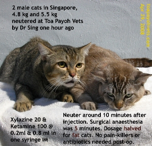 2 well loved fat cats of Singapore neutered by Dr Sing. Toa Payoh Vets