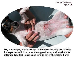 Dog licks loose plaster covering nipples- inflaming area. Toa Payoh Vets 