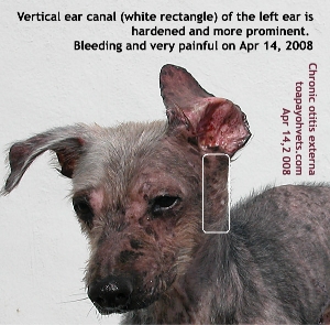 Chronic otitis externa left ear recur. Lots of bleeding and great pain. Old dog. Toa Payoh Vets