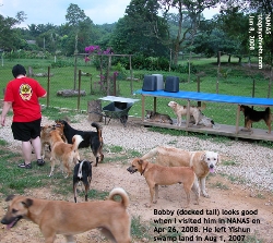 Visit your dog at NANAS regularly. Toa Payoh Vets