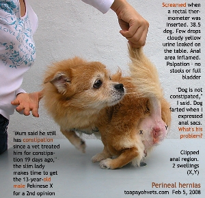 Intact Male PekX, constipation. Rectum with stools diverted. Perineal hernias.Toa Payoh Vets