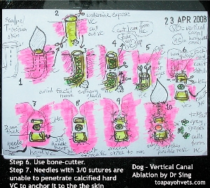 Dr Sing's illustration after completing vertical canal ablation. Toa Payoh Vets 