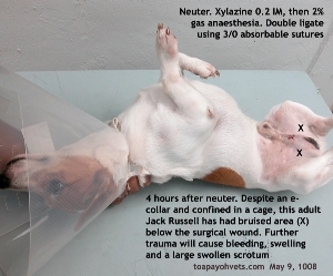 Adult male Jack Russell managed to bruise its surgical area despite e-collar. Toa Payoh Vets