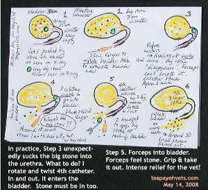 Illustraton. Dog urinary stone extraction, dog bladder. Toa Payoh Vets.