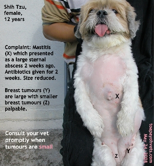 Mastitis and infection at the sternal area. Shih Tzu 12 years female intact. Breast tumours. Toa Payoh Vets
