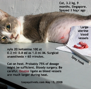 Cat spayed during heat. Double ligate uterine and ovarian tissues. Toa Payoh Vets