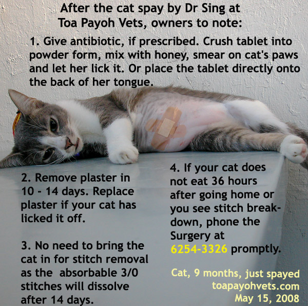 031208ASingapore Toa Payoh veterinary vets dog cat rabbits hamster