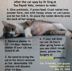 Singapore Cat spayed by Dr Sing 9 months. Toa Payoh Vets