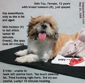 Spay first. Prevent death by putting old dog under short anaesthetic period. Toa Payoh Vets.  