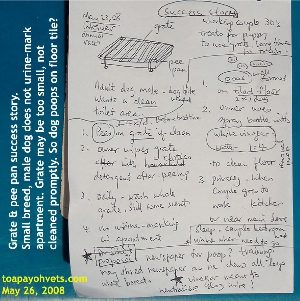 After some weeks, positive reinforcement training, puppy pees onto the grate + pee pan. Toa Payoh Vets