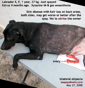 Young Labrador X. Female.Bilateral alopecia and spay. Toa Payoh Vets.