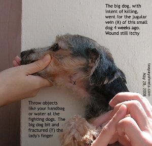 Do not use your hands to separate big dog attacking your small dog. Toa Payoh Vets 