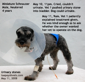 Miniature Schnauzer.Urethral obstruction. Vet 1 had pushed stone back into the bladder. Toa Payoh Vets