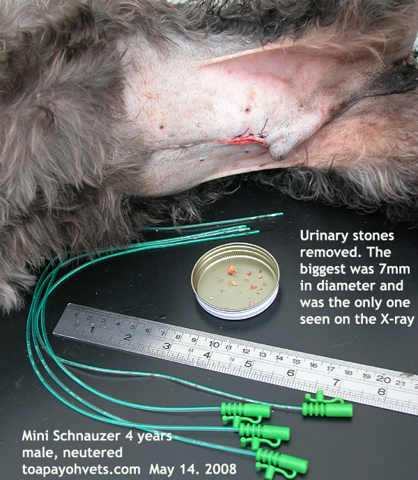 how much does bladder stone surgery cost for dogs