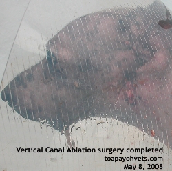 Old Dog. Singapore. Calcified ear. Vertical canal ablation. Toa Payoh Vets