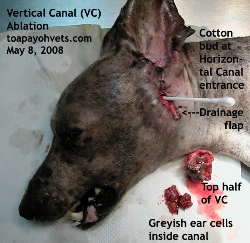Old Dog. Singapore. Calcified ear. Vertical canal ablation. Toa Payoh Vets