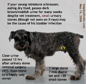 Miniature Schnauzer,4 years,Neutered, Male. Surgery. Urinary stones. Toa Payoh Vets