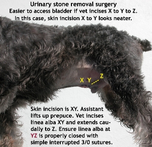 Miniature Schnauzer,4 years,Neutered, Male. Surgery. Urinary stones. Toa Payoh Vets