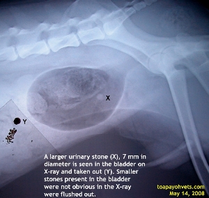 Miniature Schnauzer, Male, Neutered, urinary stones, X-ray bladder. Toa Payoh Vets