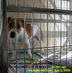 Aggressive Jack Russell, 1 year, neuter. Bites outsiders only. Toa Payoh Vets