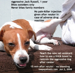 Aggressive Jack Russell, 1 year, neuter. Bites outsiders only. Toa Payoh Vets