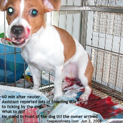 Aggressive Jack Russell, 1 year, neuter. Bites outsiders only. Toa Payoh Vets