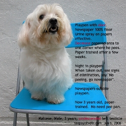 Paper-trained. 3 years old new. Maltese. Singapore. Toa Payoh Vets