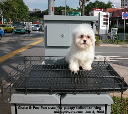 Singapore puppy toilet training. Grate+ Pee Pan. Toa Payoh Vets