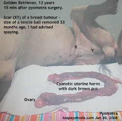 Pyometra in old Golden Retrievers. Singapore. Toa Payoh Vets