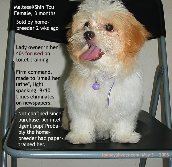 MalteseXShih Tzu appeared intelligent? Paper-trained. Does not mess ...