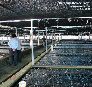Oceanus' Abalone Farm, Xiamen, China. Toa Payoh Vets