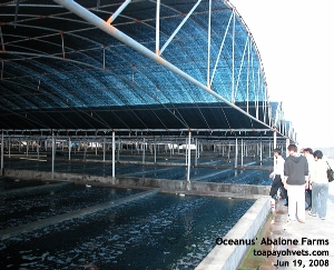 Oceanus' Abalone Farm, Xiamen, China. Toa Payoh Vets