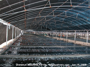 Oceanus' Abalone Farm, Xiamen, China. Toa Payoh Vets