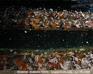 Oceanus' Abalone Farm, Xiamen, China. Toa Payoh Vets