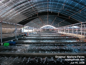 Oceanus' Abalone Farm, Xiamen, China. Toa Payoh Vets