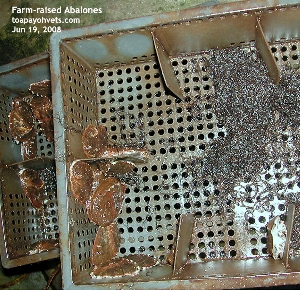 Oceanus' Abalone Farm, Xiamen, China. Toa Payoh Vets