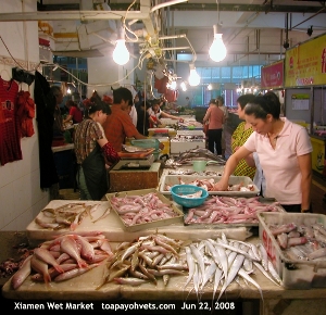 Wet Market, Xiamen, China. Fishes. Toa Payoh Vets