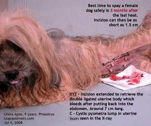 After spay. Lhasa Apso. Uterine walls thickens and starts to bleed. Toa Payoh Vets
