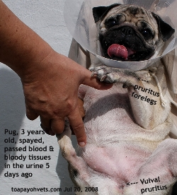 Pug 3 years spayed. Urinary tract infection. vulval pruritus. Toa Payoh Vets