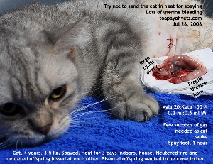 Dam. Heat 3 days. 2 cats fight over her. Toa Payoh Vets
