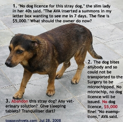 Fierce stray dog. AVA summons to house. No dog licence. Toa Payoh Vets