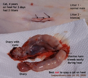 Enlarged and cystic ovaries. Cat on 3 days of heat. Fights over her. Toa Payoh Vets