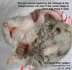 Hamster 1 year. Breast/skin tumour to be removed when they are very small. Toa Payoh Vets 