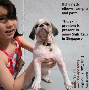 Dermatitis, neck, elbows, armpits, paws. Shih Tzu, 7 months. Toa Payoh Vets
